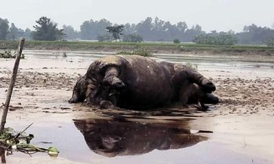 কুড়িগ্রাম দুধকুমার নদে ভেসে এলো মৃত গন্ডার