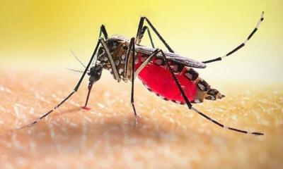 ২৪ ঘণ্টায় ডেঙ্গুতে একজনের মৃত্যু