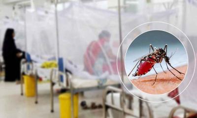 ডেঙ্গুতে একদিনে ৩ মৃত্যু, হাসপাতালে ভর্তি ৭৩৫