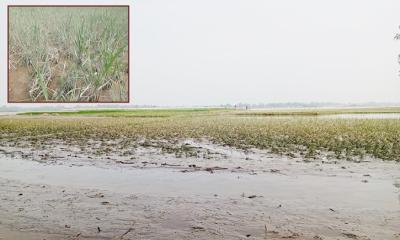 নেমেছে বন্যার পানি, ফুটে উঠেছে ক্ষতির করুণ চিত্র