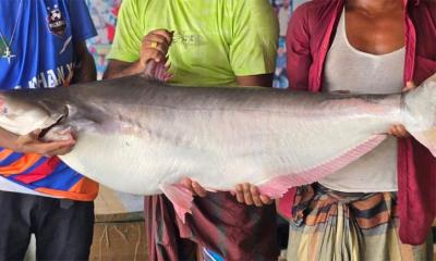 ৬০ হাজারে বিক্রি হলো একটি পাঙ্গাশ