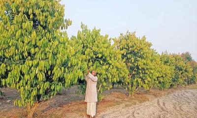 ধান ছেড়ে তেজপাতা চাষে ঝুঁকছেন কাউনিয়ার কৃষক