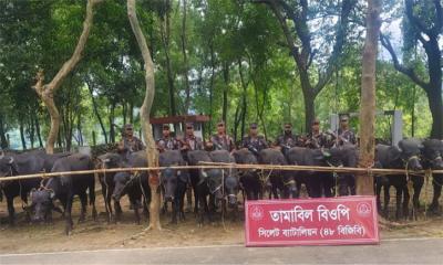 সীমান্তে ৩০ ভারতীয় মহিষ জব্দ