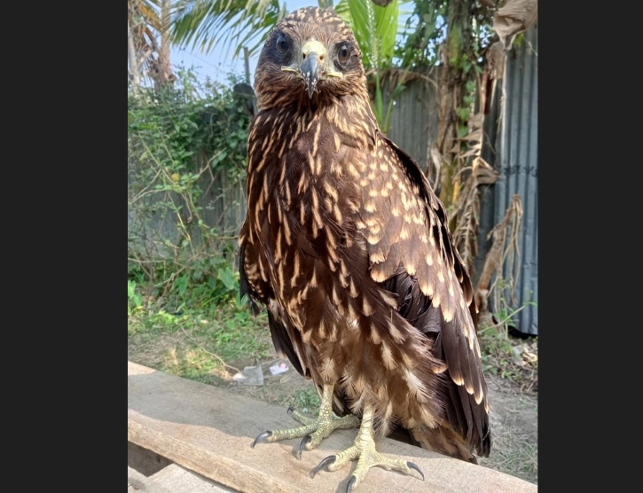 বগুড়ায় বিপন্ন প্রজাতির ভুবন চিল উদ্ধার