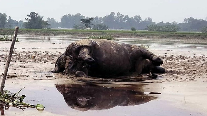 কুড়িগ্রাম দুধকুমার নদে ভেসে এলো মৃত গন্ডার