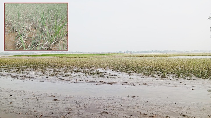 নেমেছে বন্যার পানি, ফুটে উঠেছে ক্ষতির করুণ চিত্র