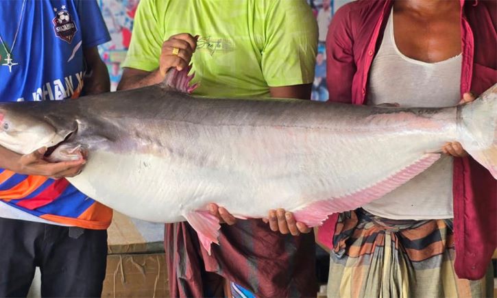 ৬০ হাজারে বিক্রি হলো একটি পাঙ্গাশ
