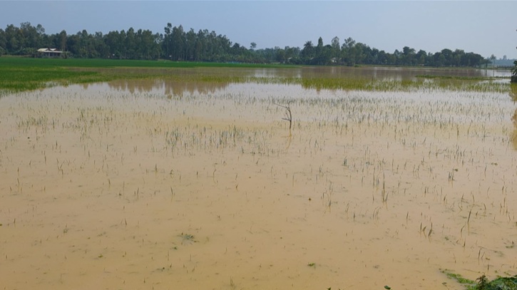 শেরপুরে ৬০০ হেক্টর রোপা আমনের জমি পানিতে নিমজ্জিত