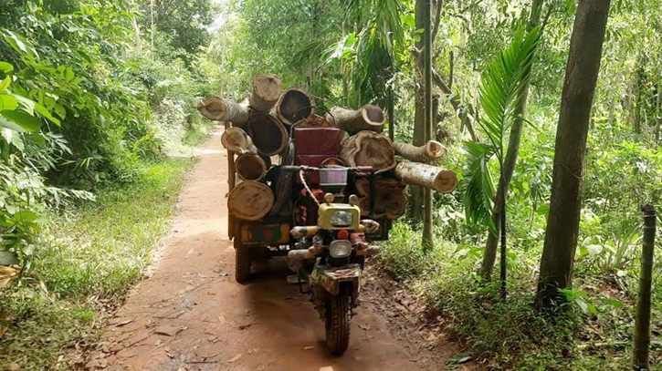 মুক্তিযোদ্ধার বাগানে পুলিশের সামনেই গাছ লুট