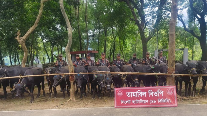 সীমান্তে ৩০ ভারতীয় মহিষ জব্দ